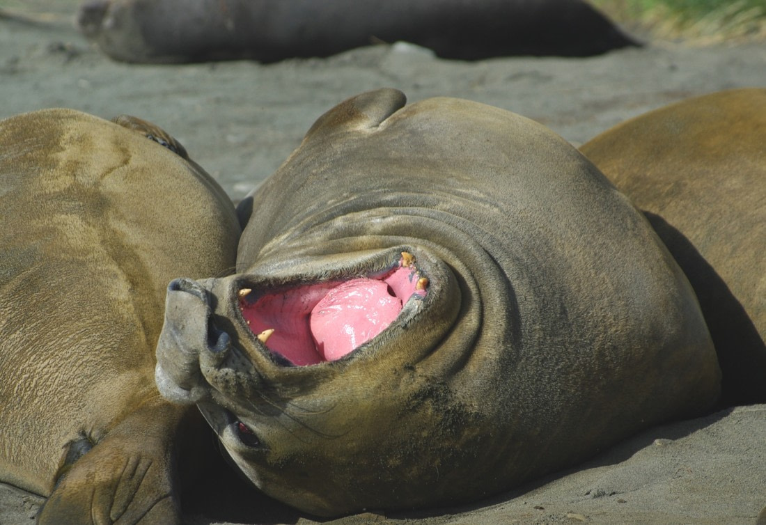 Elephant Seal