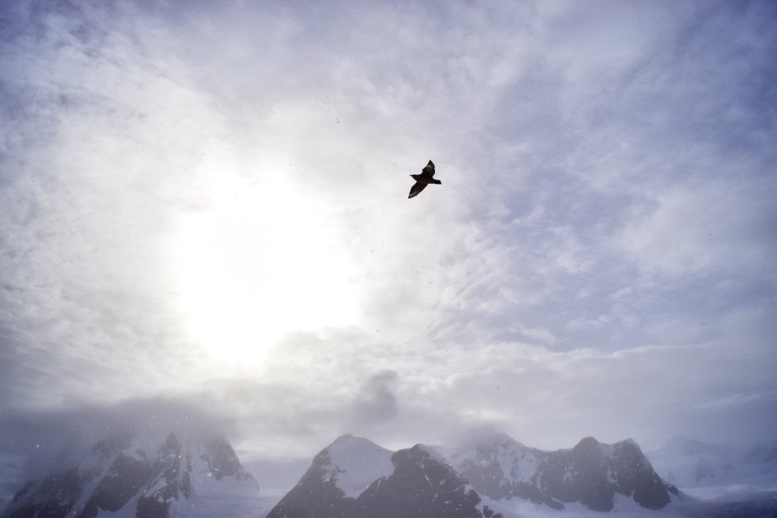 bird in the sky