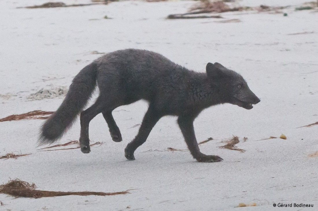 Arctic fox 'Blue fox', Svalbard © Gerard Bodineau - Oceanwide Expeditions