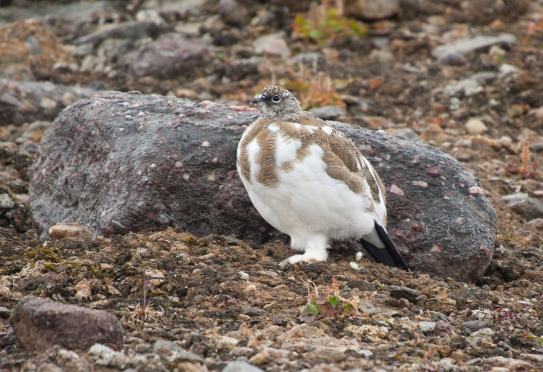 Spitsbergen, Northeast Greenland, Rock Ptarmigan, end August © Erwin Vermeulen-Oceanwide Expeditions.jpg