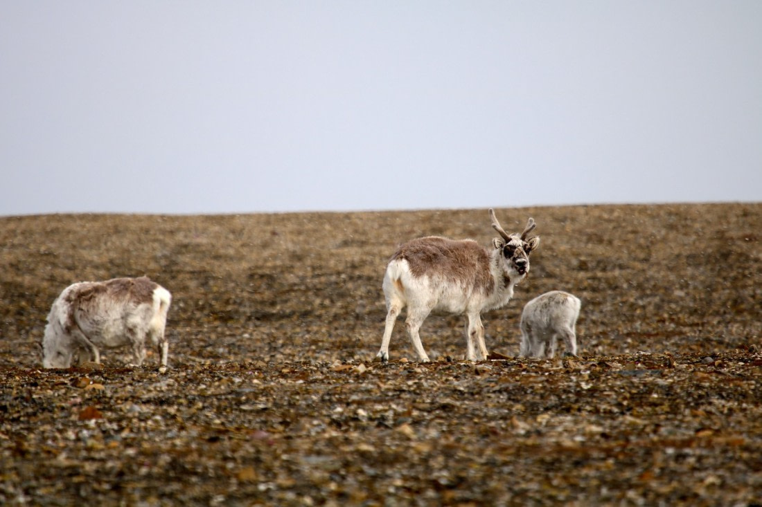 Svalbard reindeer