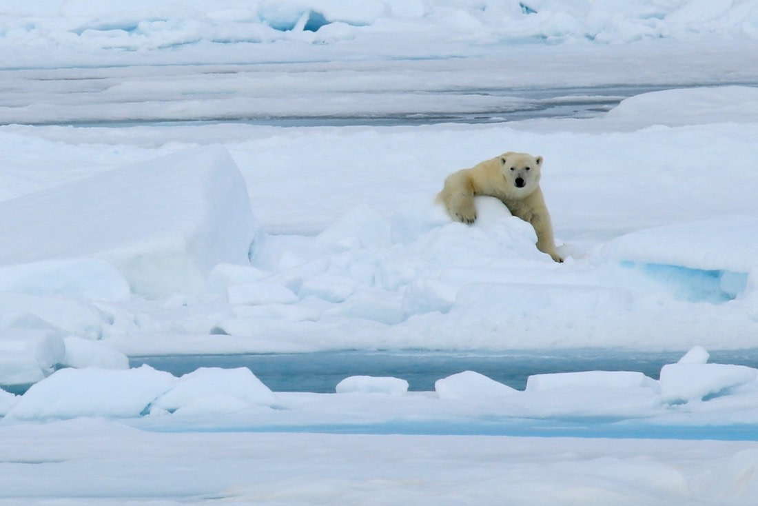 Cuddling polar bear