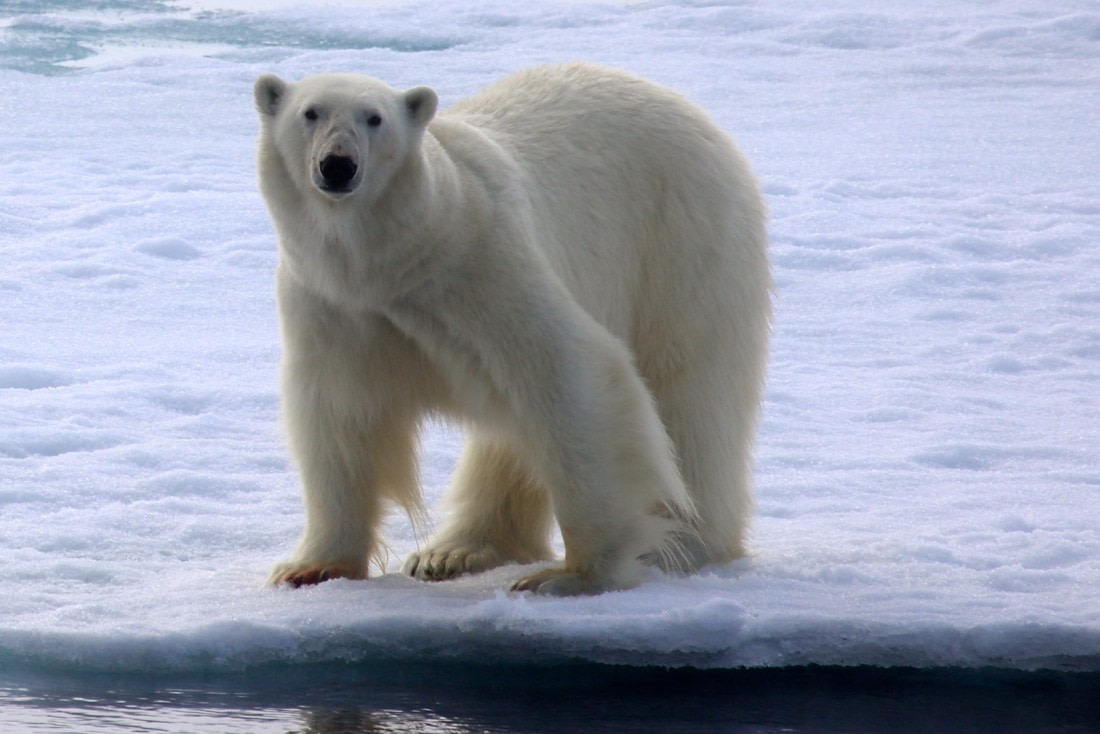 Close up polar bear