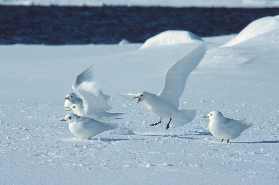 Ivory Gulls, Spitsbergen, April © Rinie van Meurs-Oceanwide Expeditions.JPG