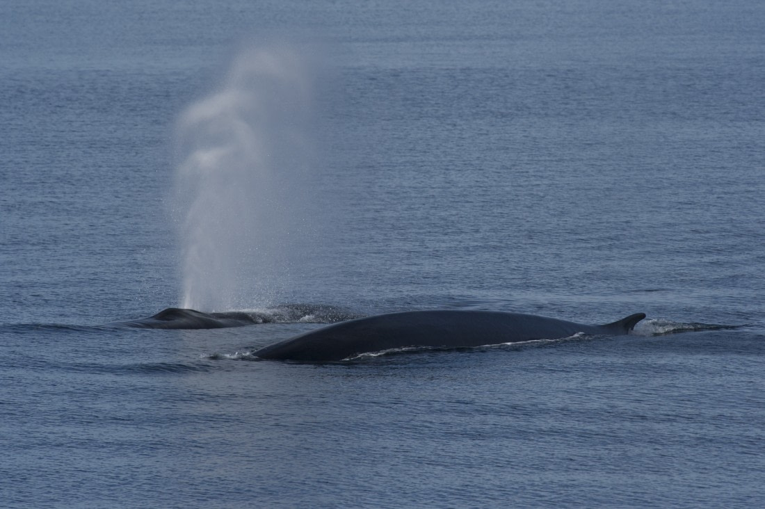 Fin Whales, (Spitsbergen), June © Josh Harrison-Oceanwide Expeditions.jpg