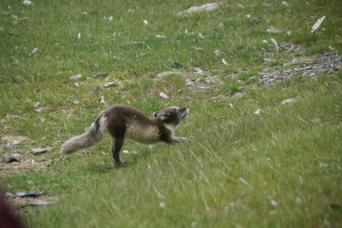 Polarfuchs