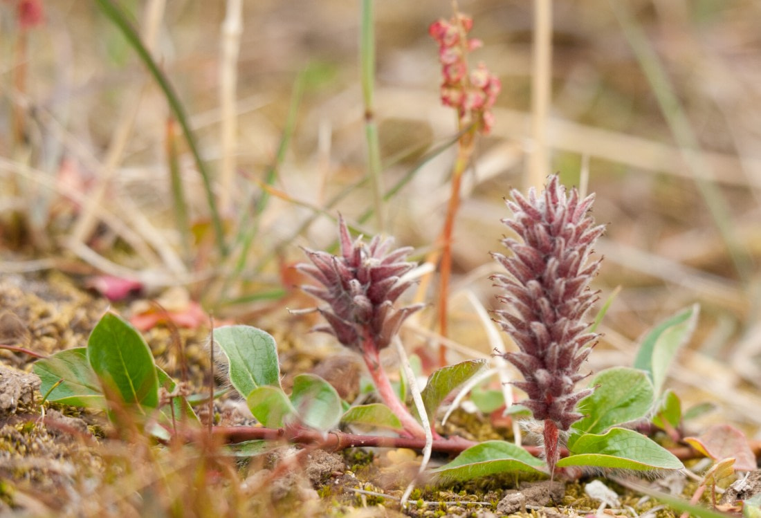 Spitsbergen_Northeast Greenland,  Flora, August © Erwin Vermeulen-Oceanwide Expeditions.jpg