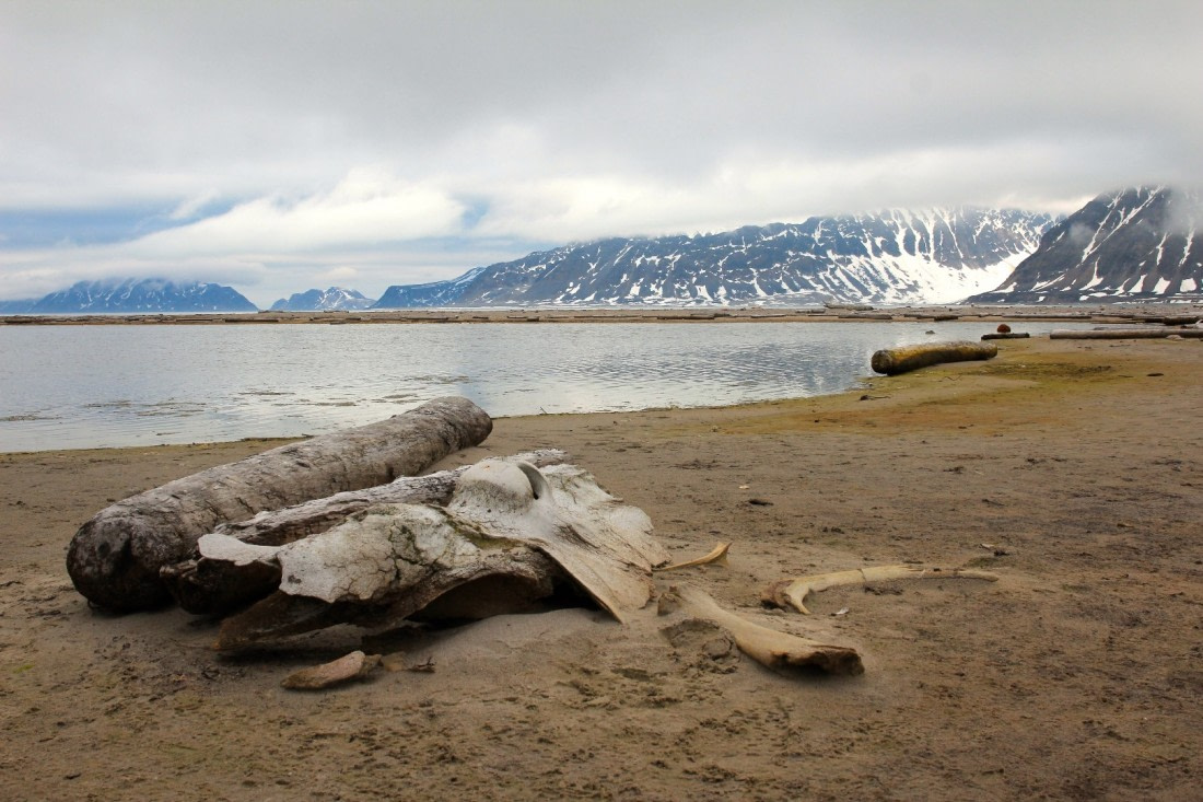 Whale carcass on Smeerenburg