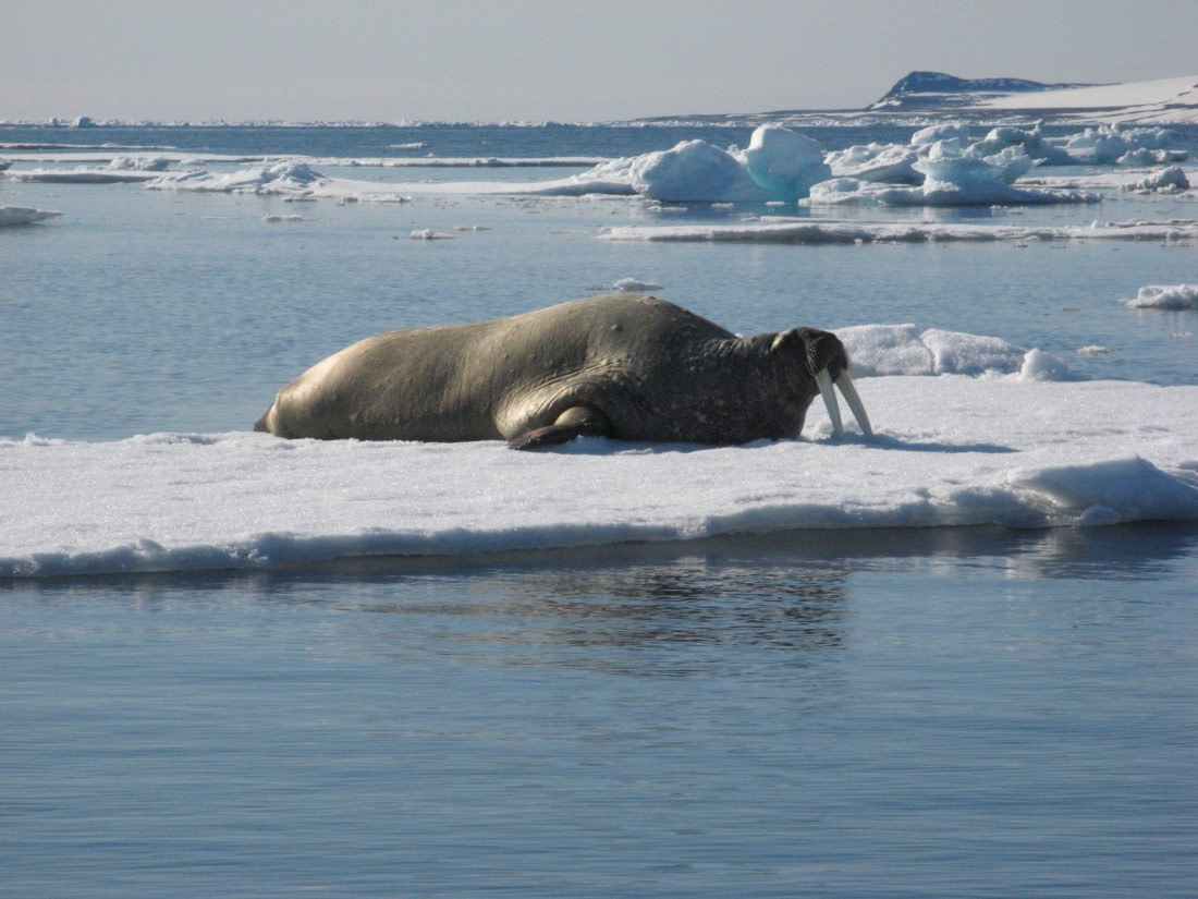 Walrus, Spitsbergen, June © Jim Mayer-Oceanwide Expeditions.JPG