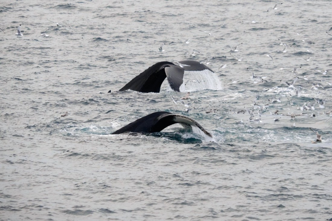 Andreas Huppert - Svalbard 08/16 - 20