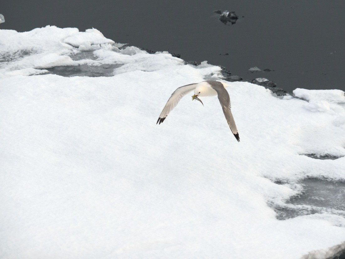 Andreas Huppert - Svalbard 08/16 - 4