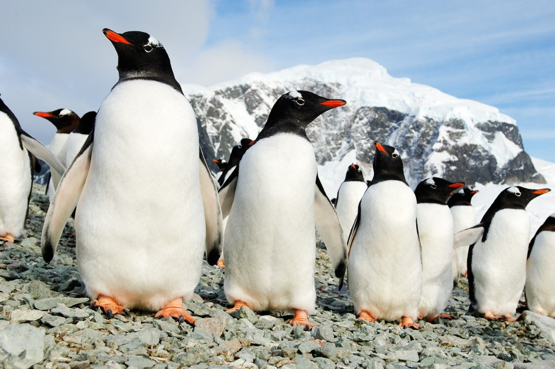 Gentoo Penguins on Danco island, Antarctica © Martin van Lokven - Oceanwide Expeditions.jpg