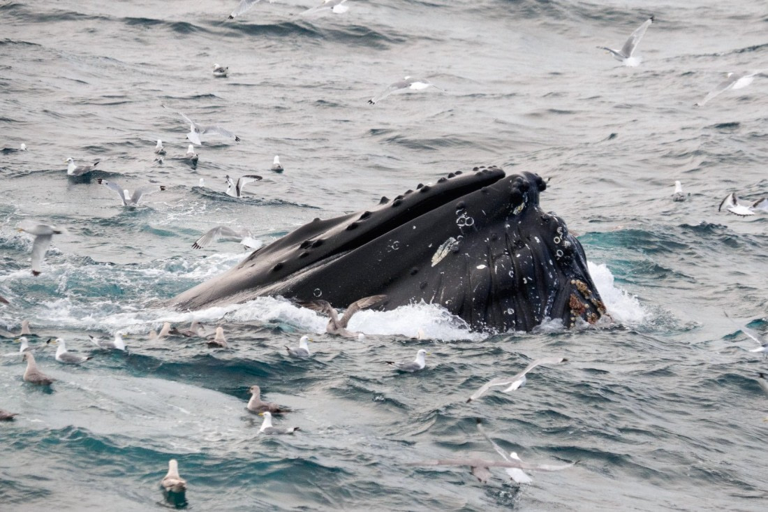 Andreas Huppert - Svalbard 08/16 - 21