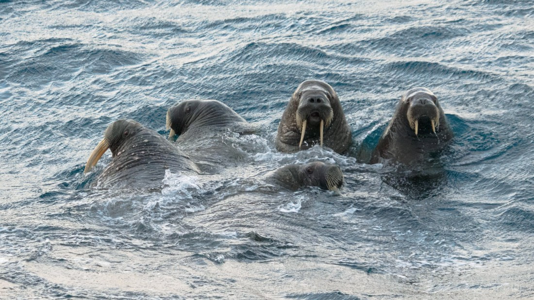 Andreas Huppert - Svalbard 08/16 - 18