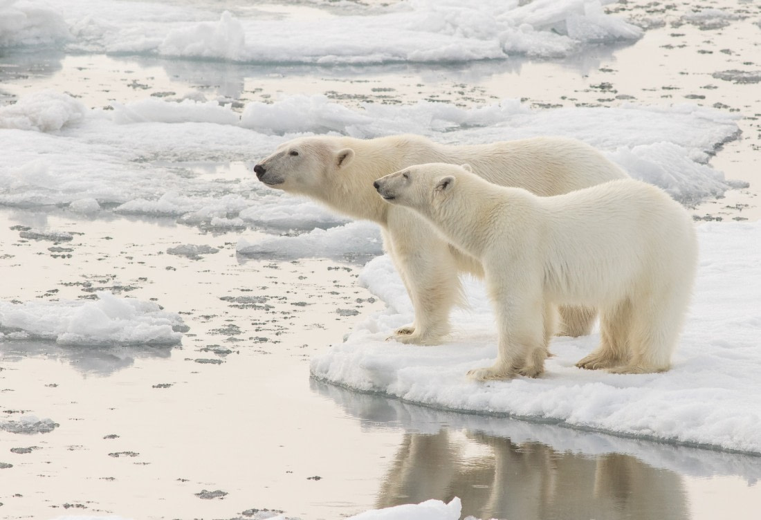 Mother and cub enjoying sunlight