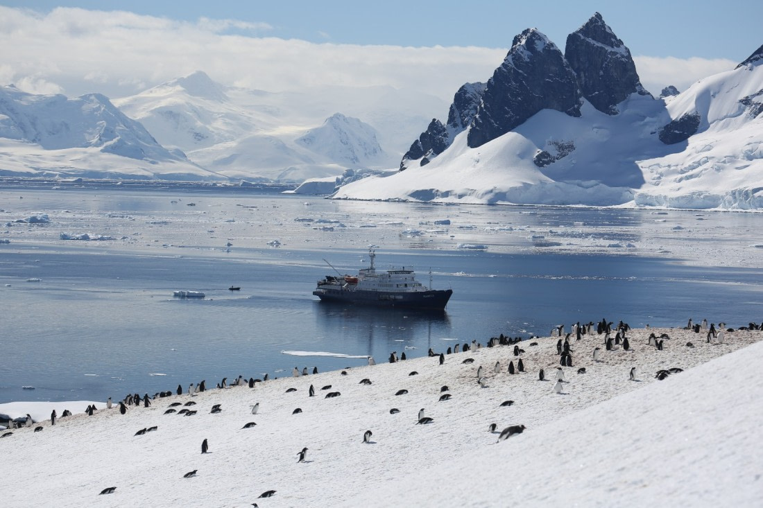 Gentoo penguins heading off to dinner