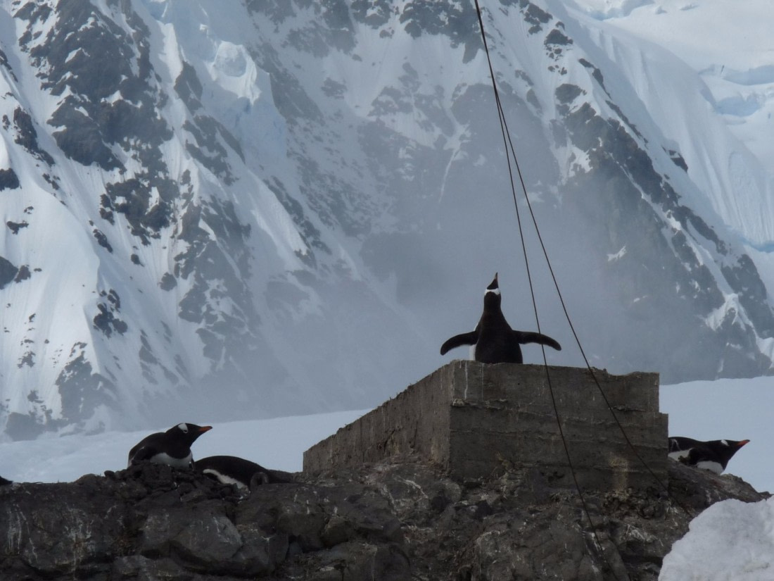 Pinguins at Base Brown