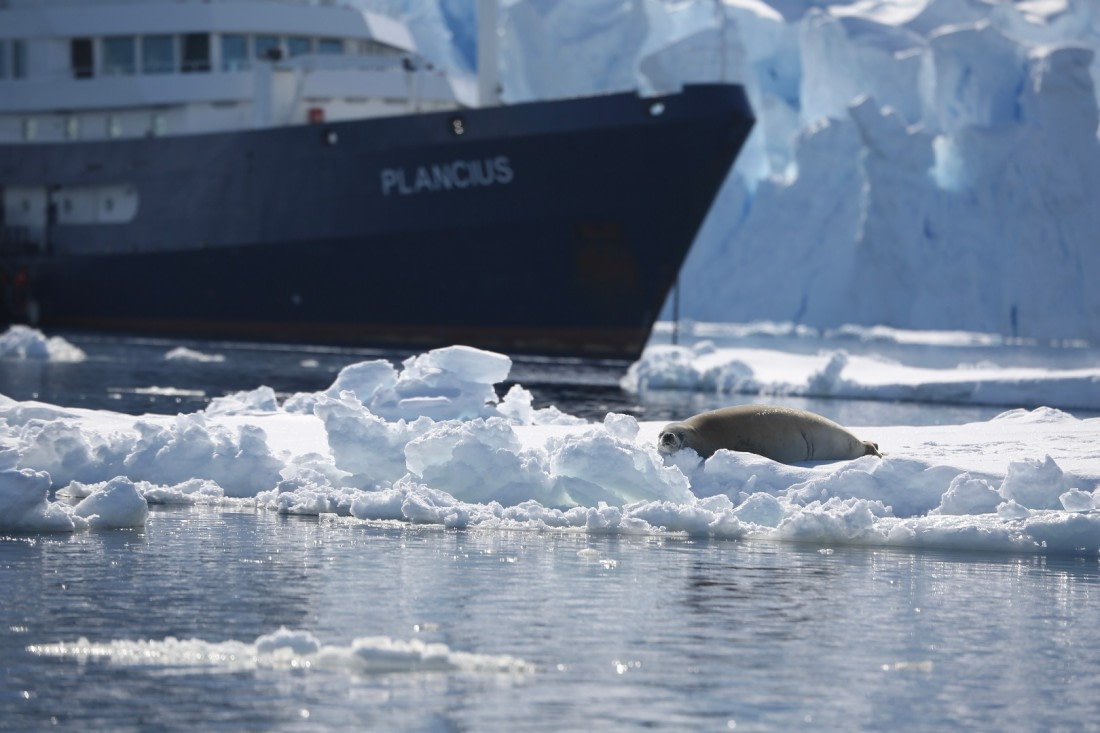 Nice views of a seal from a zodiac looking back at the Plancius