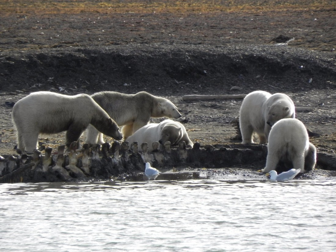 hungry bears