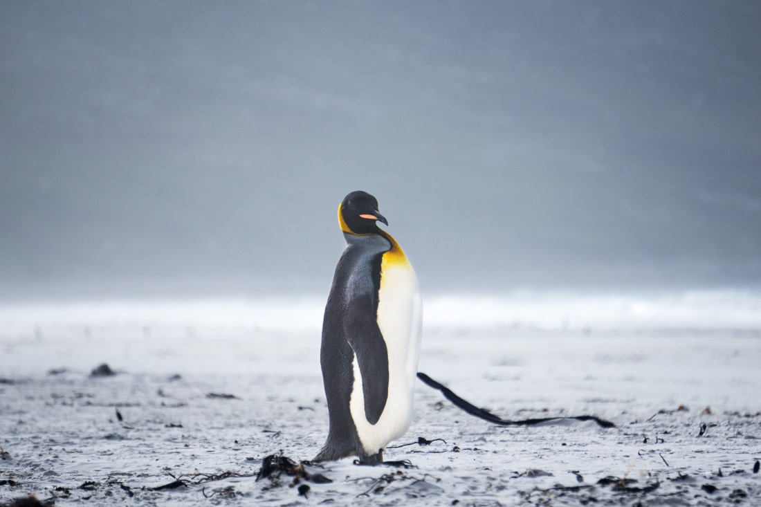 Penguin on beach