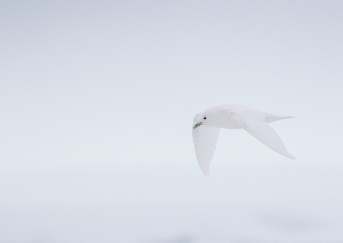 Arctic ghost