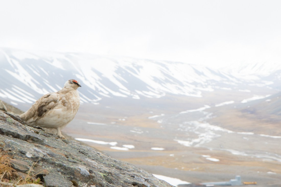 Guardian of Svalbard