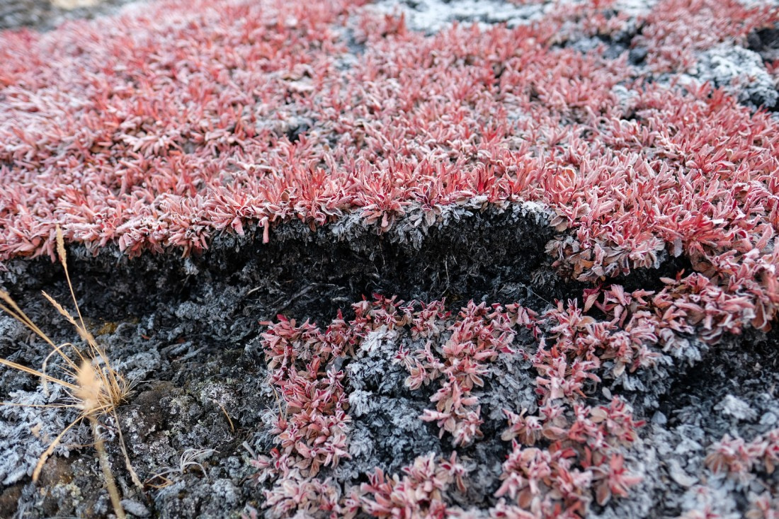 GREENLAND_010_MAZZA