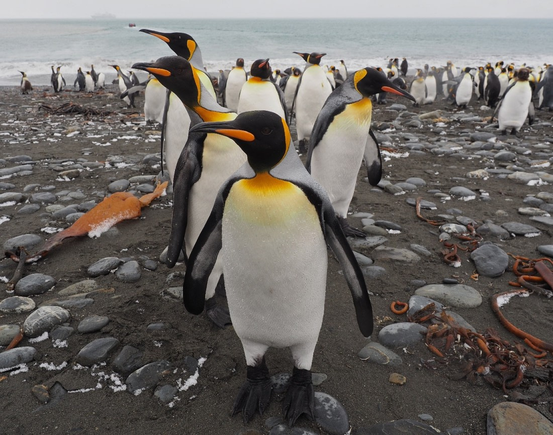 KING PENGUINS at St Andrews Bay, South Georgia