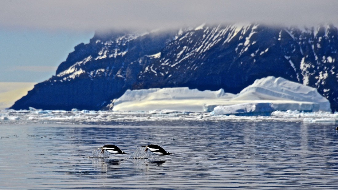 penguins jumping