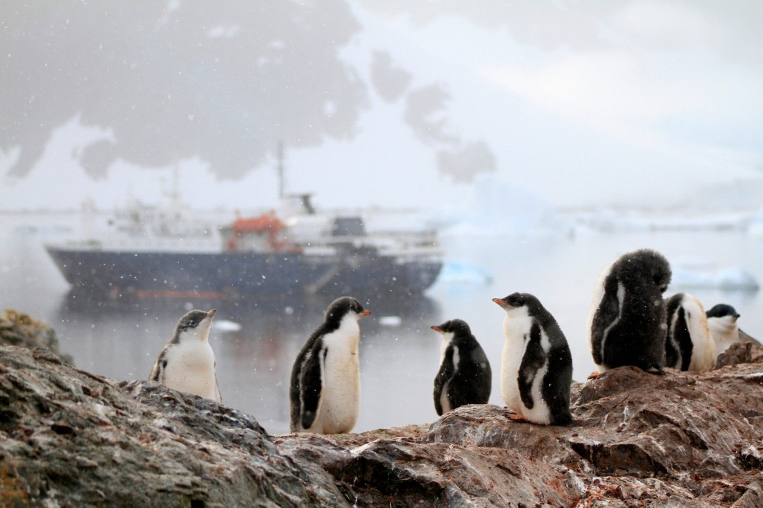 Juvenile penguins with the Ortelius in the background