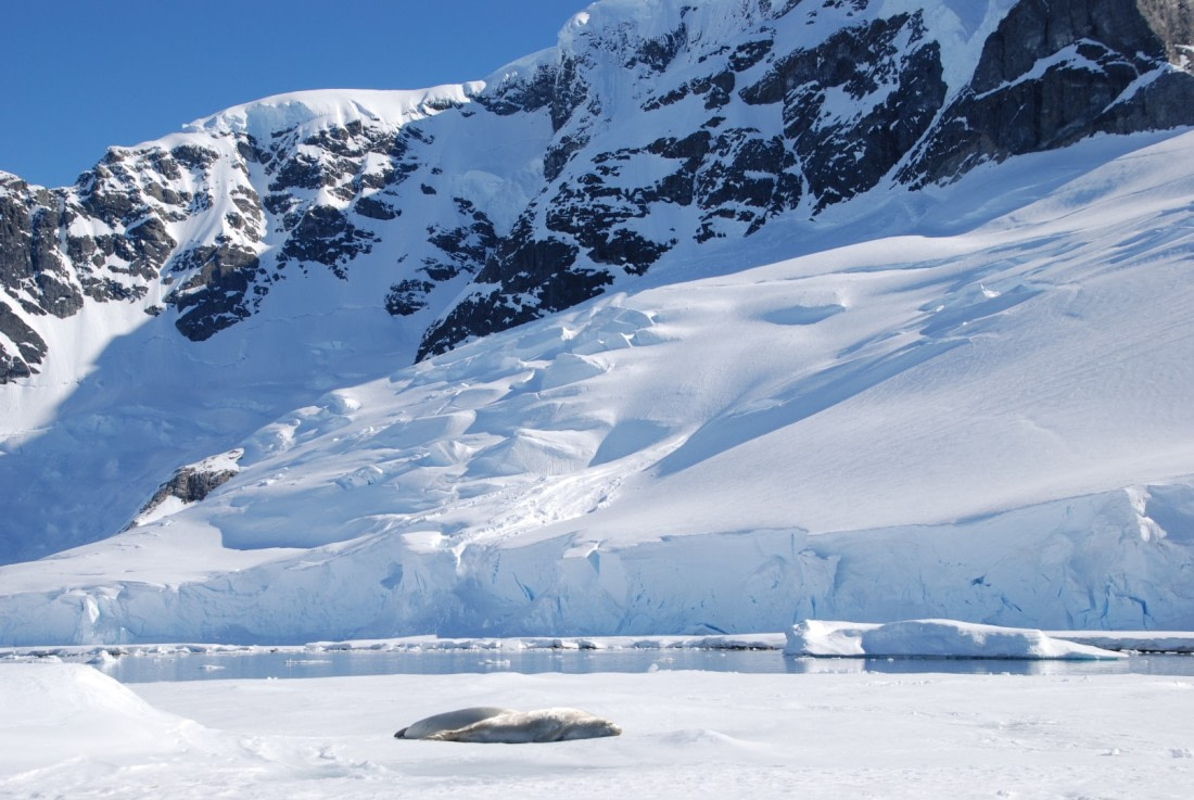 seals