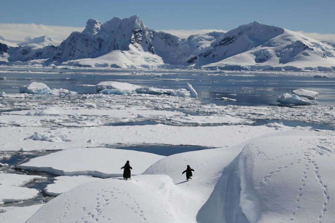 Gentoo penguins heading off for dinner