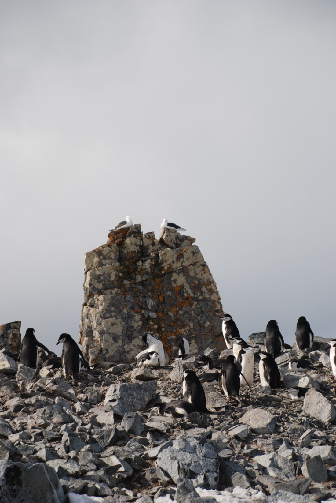 antarctica birds on posts