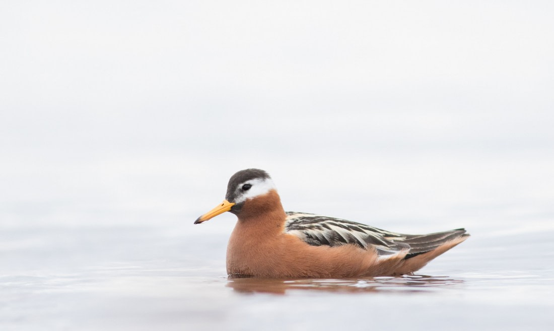 Very red phalarope
