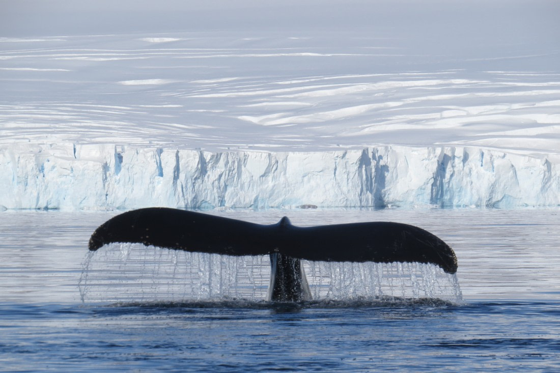 Antarctica