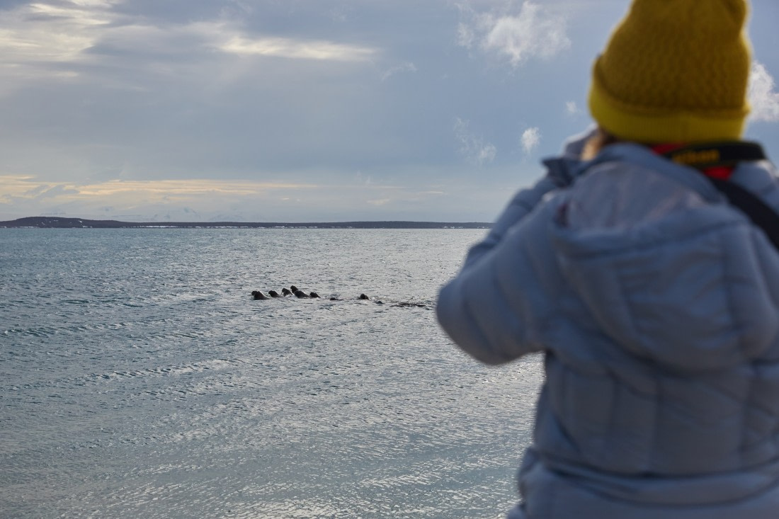 North Spitsbergen Polar Bear Special, June © Markus Eichenberger-Oceanwide Expeditions (95).jpg
