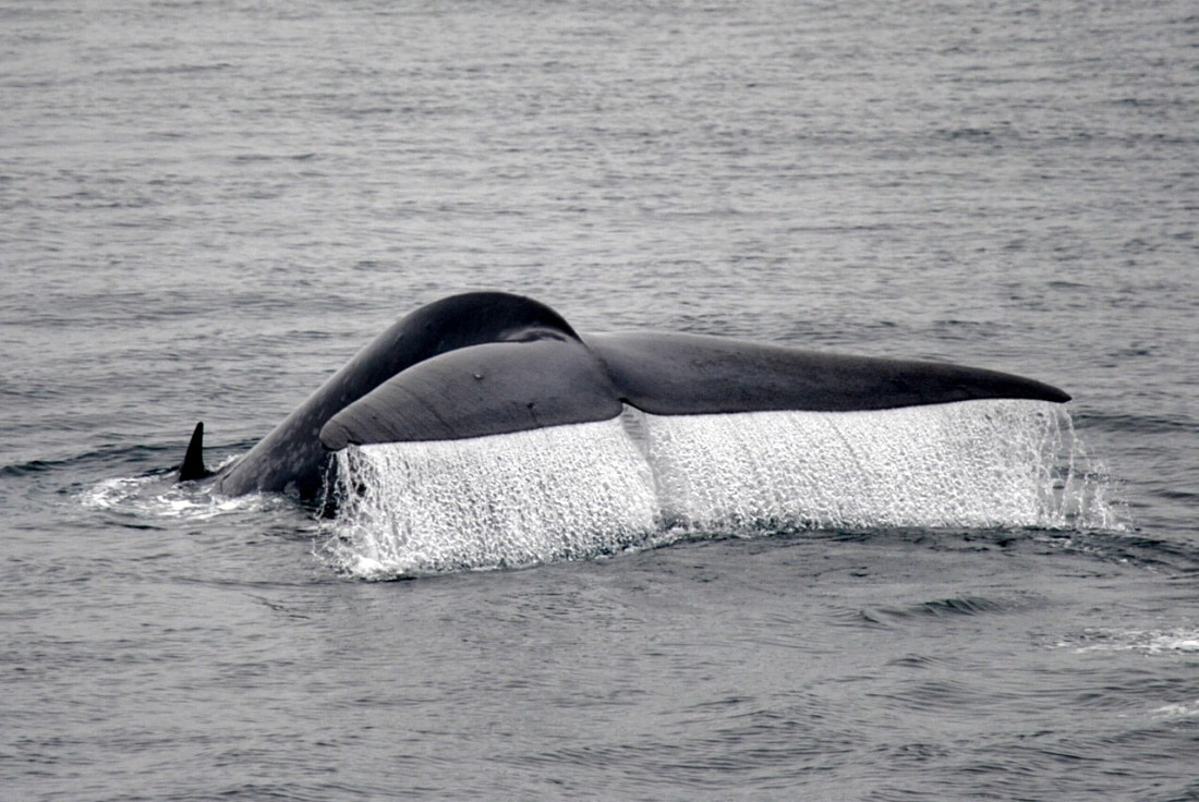 Bluewhale Spitzbergen