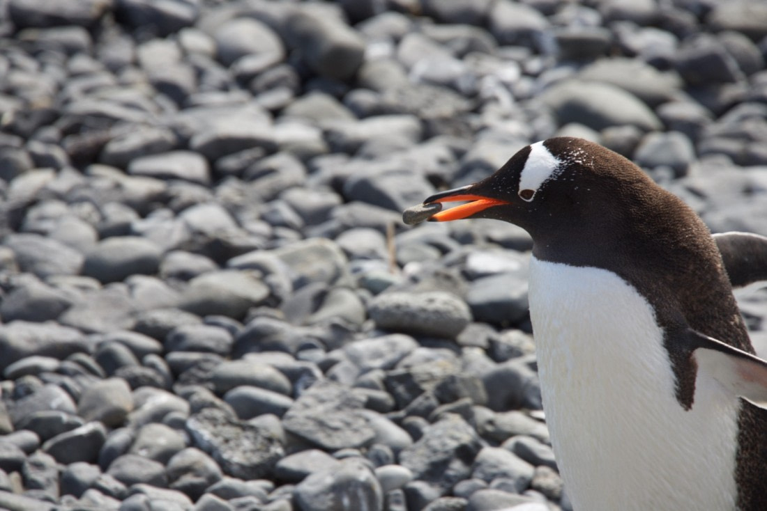 Gentoo penguin gathering rocks for nest, 3 dec 2016  brown bluff,  M/V Ortelius