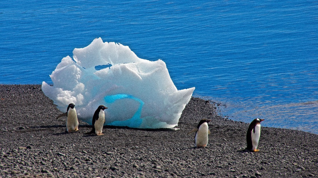 Penguins, Brown bluff,antarctica, M/V Ortelius dec 2016