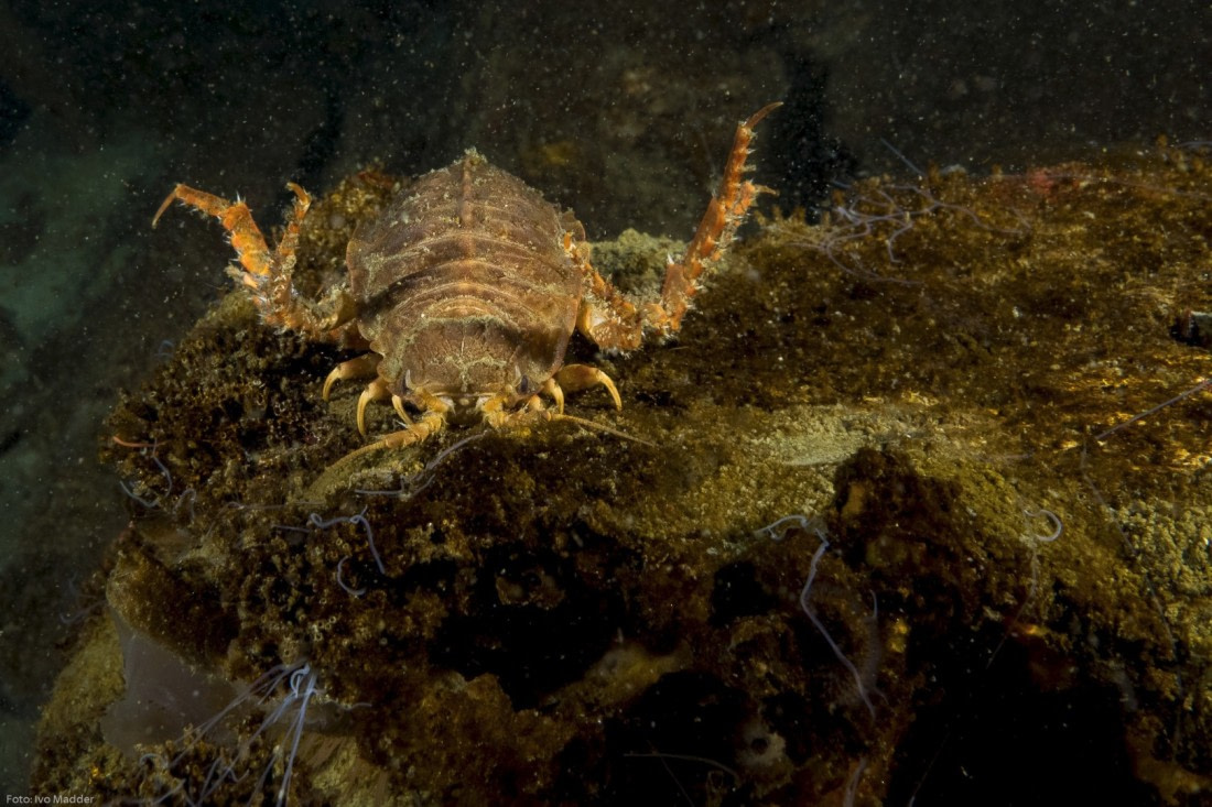 Giant isopod (Glyptonots arcticus)