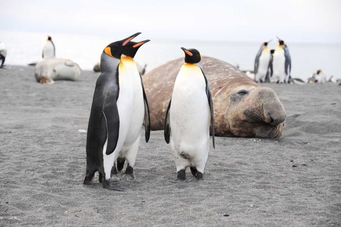 Talking pinguins in front of elephant seal