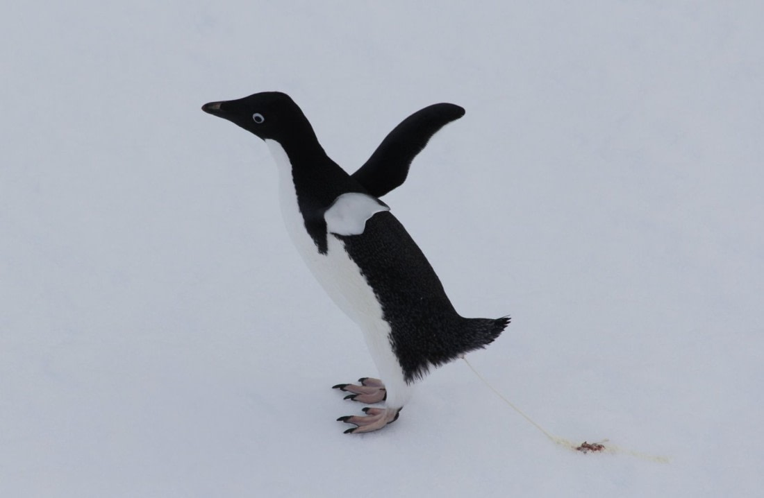 ADÉLIE'S BUSINESS IN ANTARCTICA