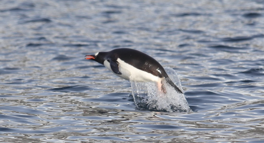 FLYING PINGUIN