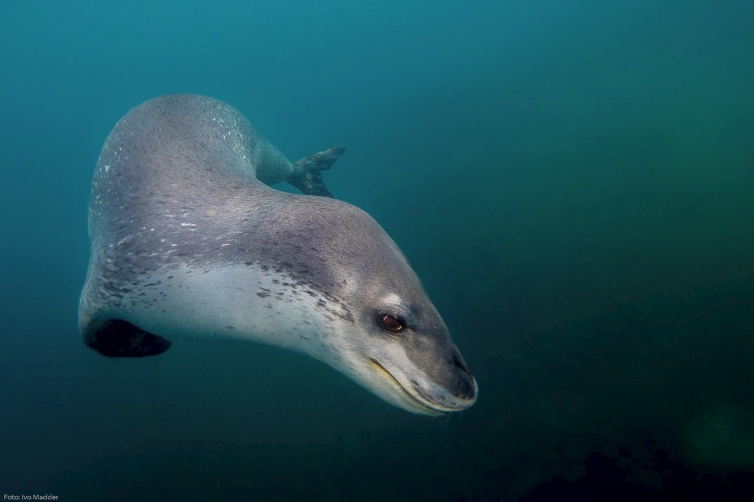 Leopard seal (Hydrurga leptonyx)
