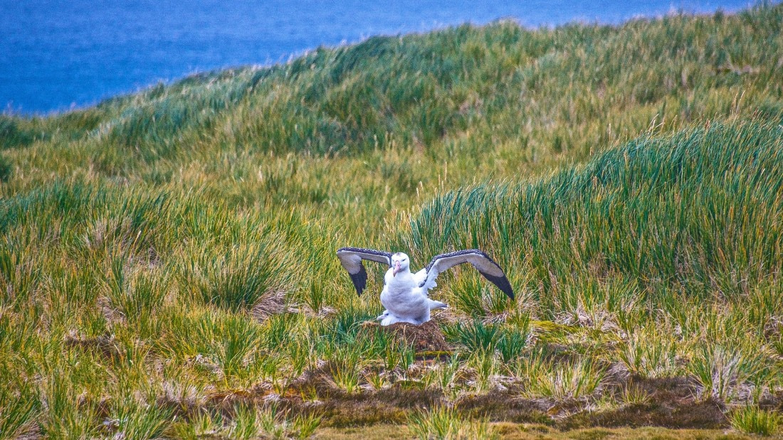 Wandering Albatross with chick, prion island, south georgia island, M/V PLancius, atlantic odyssey mar/apr 2017