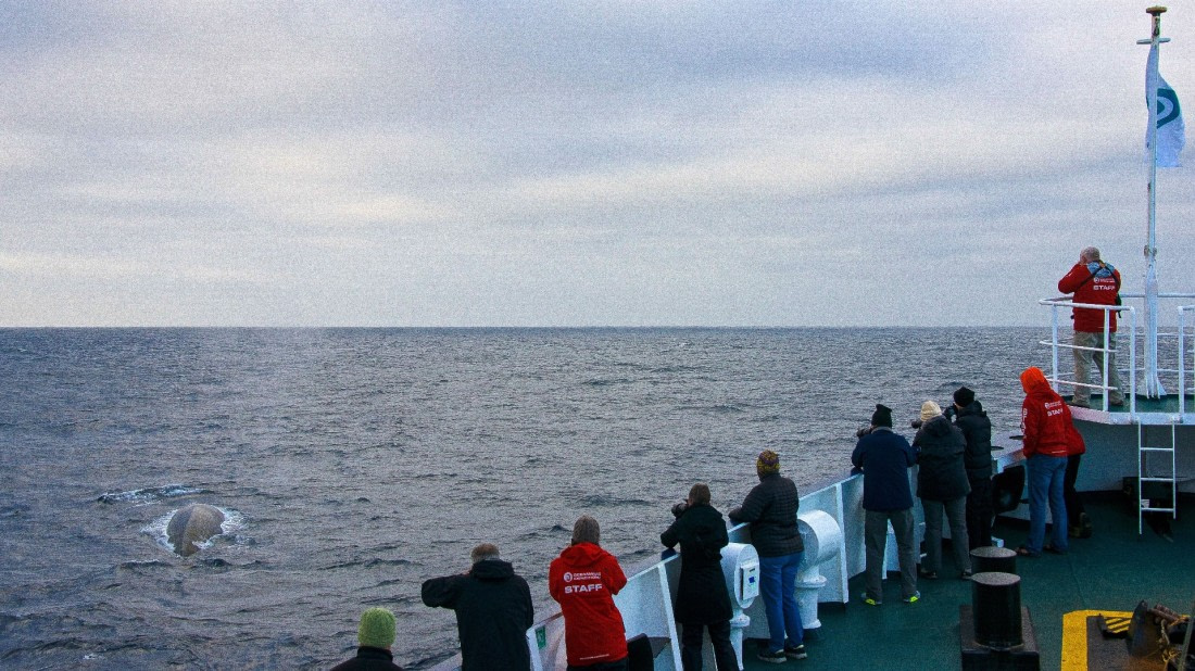 Blue whale (largest) in afternoon, m/v plancius, atlantic odyssey 2017, enroute to tristan du cunha