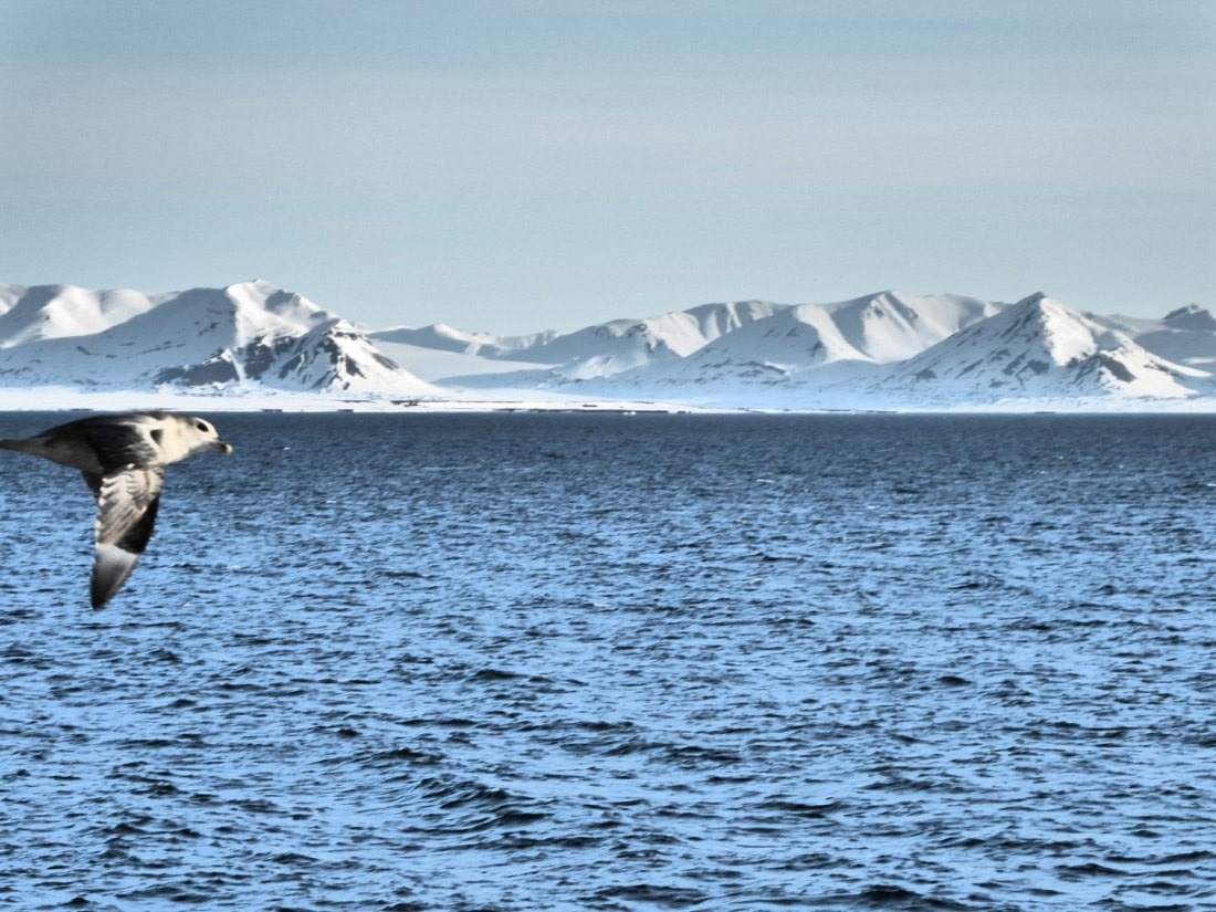 Ortelius follower