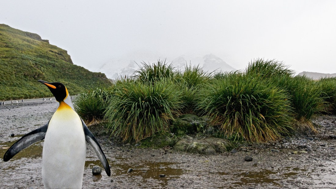 King penguin, south georgia island, m/v Plancius, atlantic odyssey mar/apr 2017