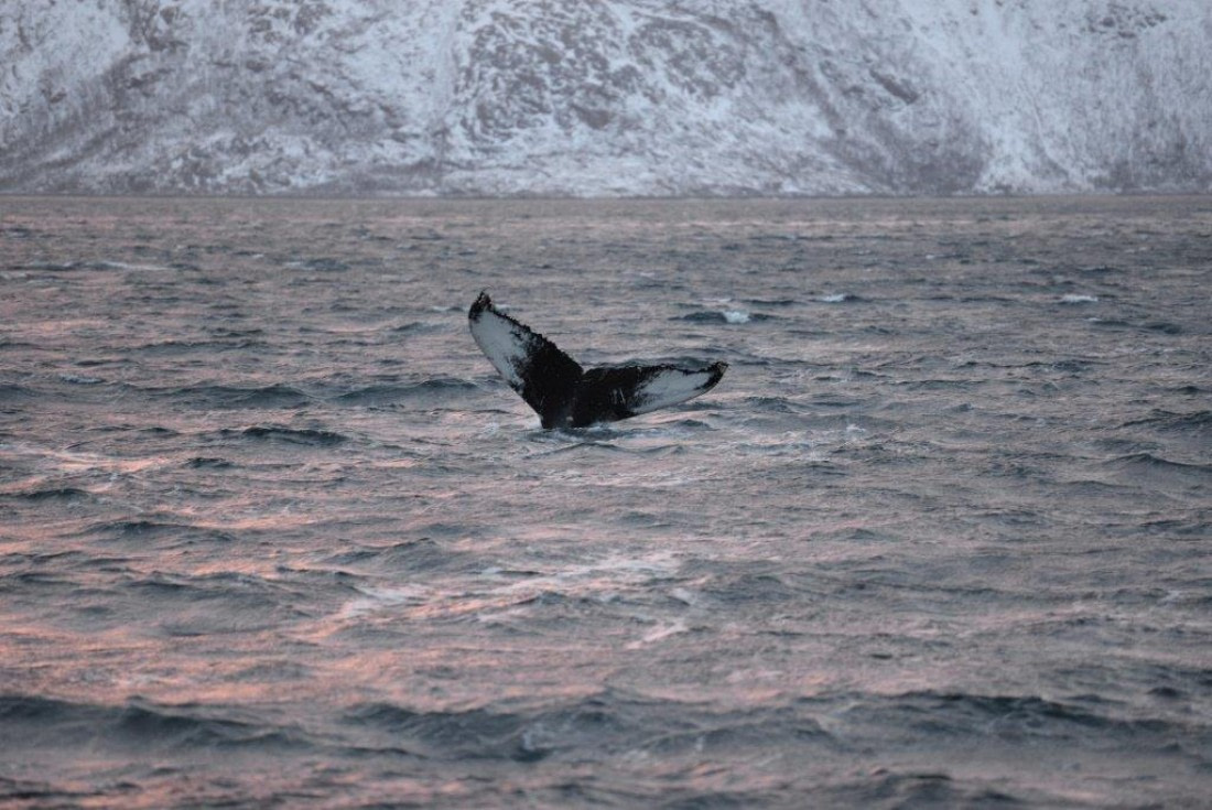 Humpback fluke