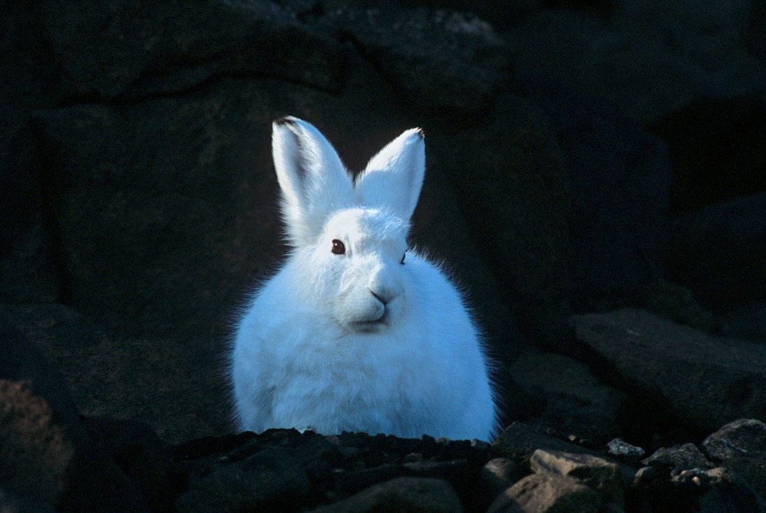 Cape Hofmann Halvo, Arctic Hare, East Greenland (c) Rinie van Meurs-Oceanwide Expeditions 2153.jpg